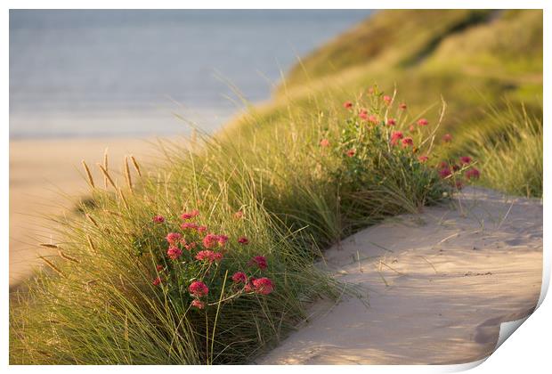 Valerian in the sand dunes at Daymer Bay Print by Lindsay Philp