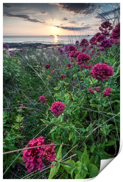 Valerian at Constantine Bay, Cornwall Print by Lindsay Philp
