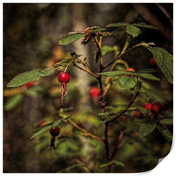 Wild Rosehips Print by Fred Denner