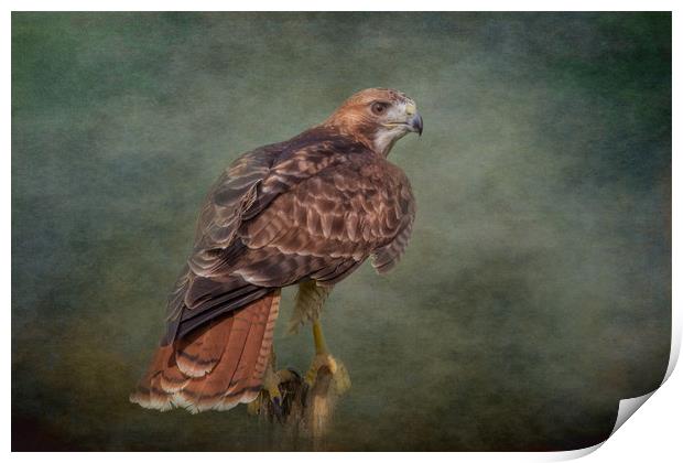 Red-Tailed Hawk Print by JOHN RONSON