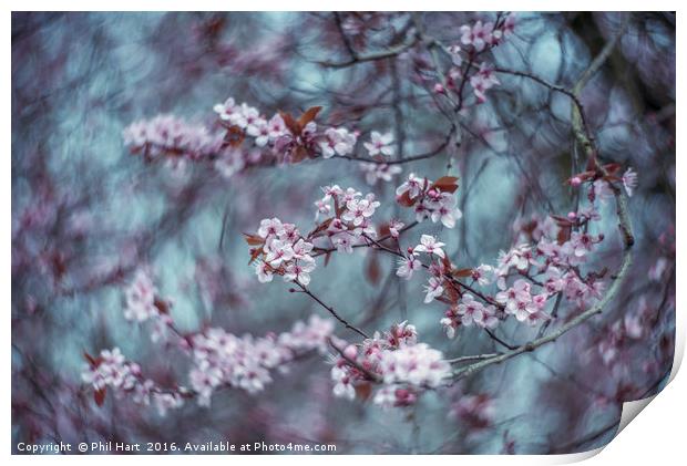 Turning into Spring Print by Phil Hart
