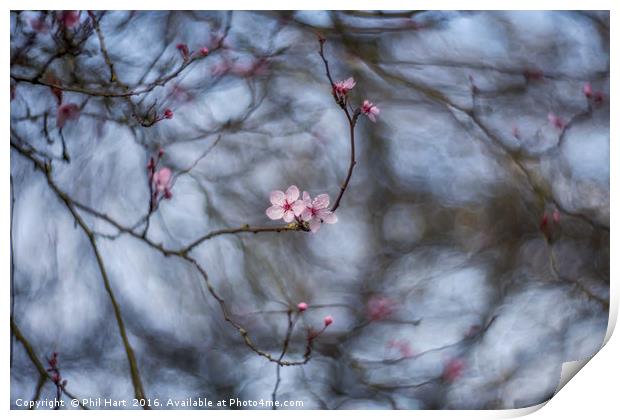Turning into spring Print by Phil Hart