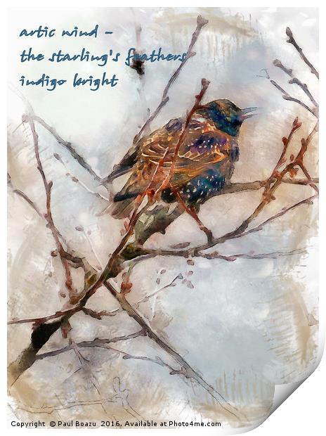 Winter indigo  Print by Paul Boazu