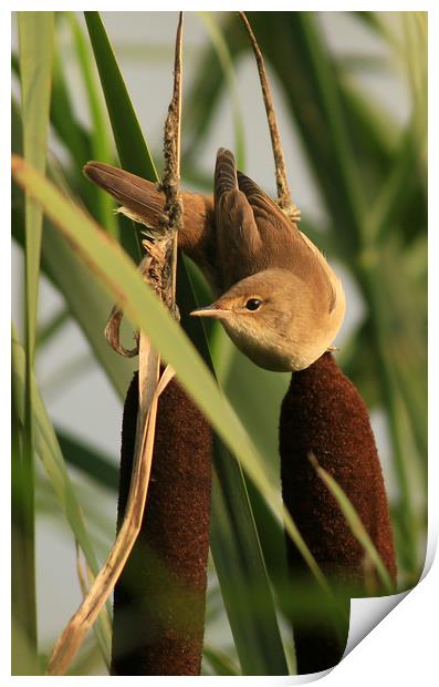 Reed Warbler Print by Linda Lyon