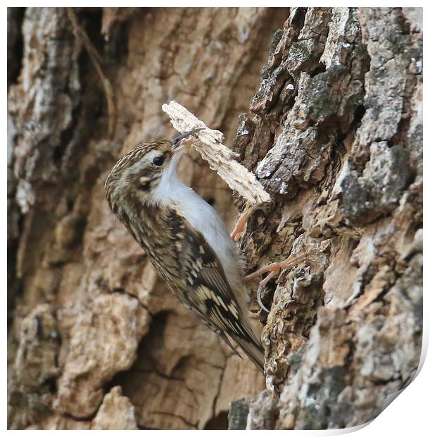 Tree Creeper, carrying nest material Print by Linda Lyon