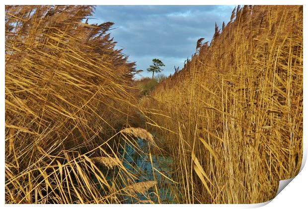             Reeds, Rhyne and Lonesome Pine         Print by John Iddles
