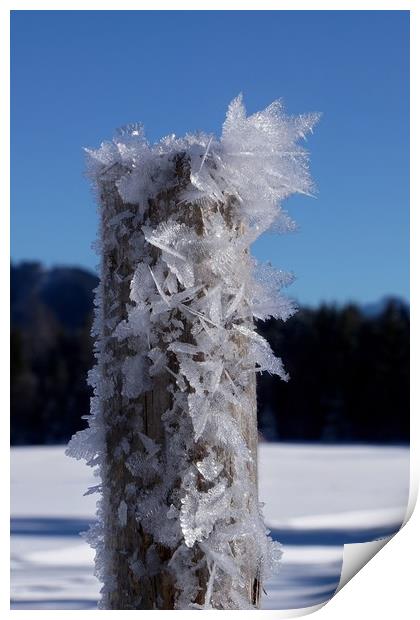Frosty Alpine Pole                                 Print by John Iddles