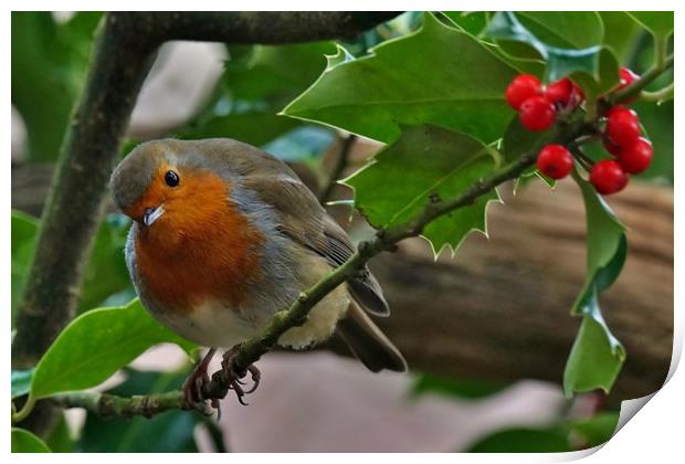 Robin and Holly Print by John Iddles
