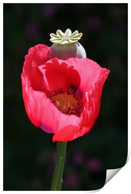 Red Poppy Print by John Iddles