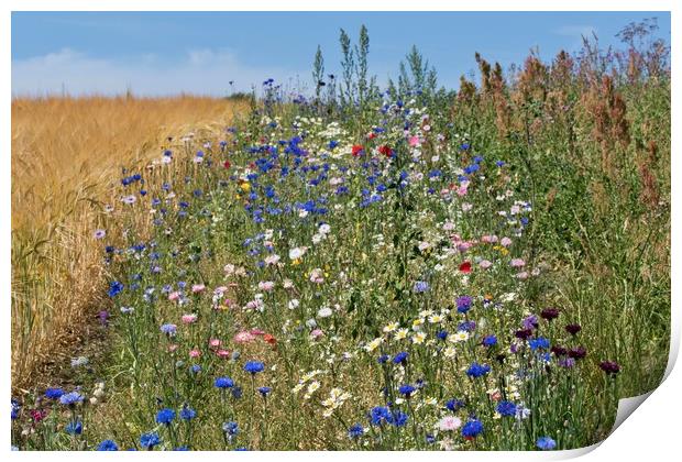 Sunny Wildflower Meadow Print by John Iddles