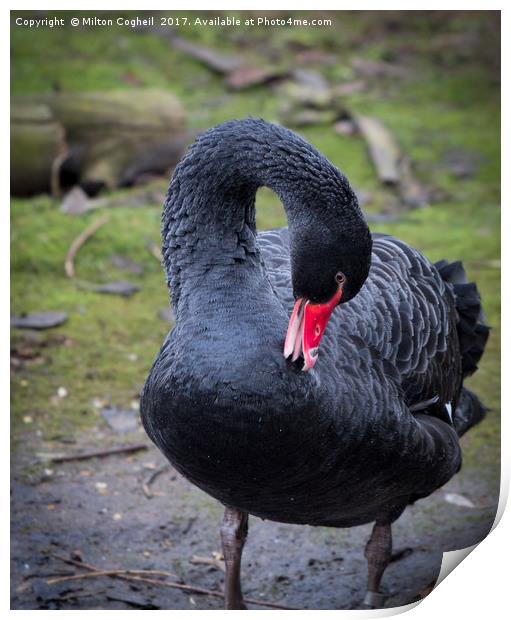 Black Swan 1 Print by Milton Cogheil