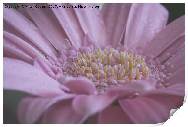 Pink Germini Flower Print by Milton Cogheil
