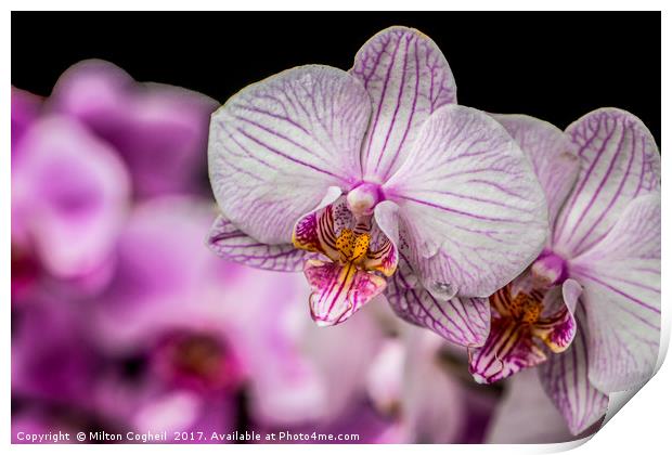 Pink Orchids Print by Milton Cogheil
