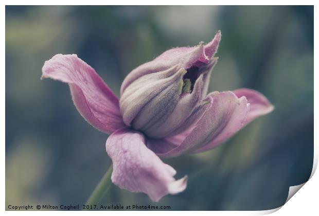 Pink Clematis Flower Bud Print by Milton Cogheil
