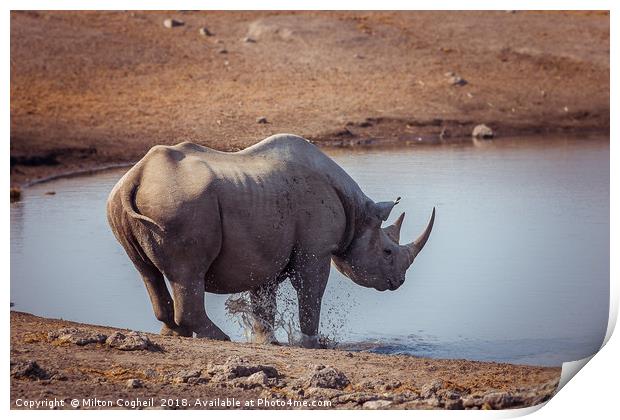 A Black Rhino at a watering hole in Etosha Nationa Print by Milton Cogheil