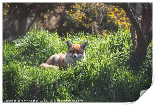 A Resting Red Fox Print by Milton Cogheil