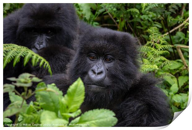 Mountain gorillas in the Volcanoes National Park, Rwanda Print by Milton Cogheil
