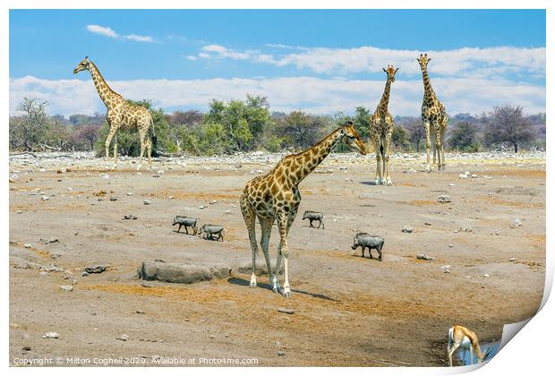 Giraffes near a water hole in Etosha National Park, Namibia Print by Milton Cogheil