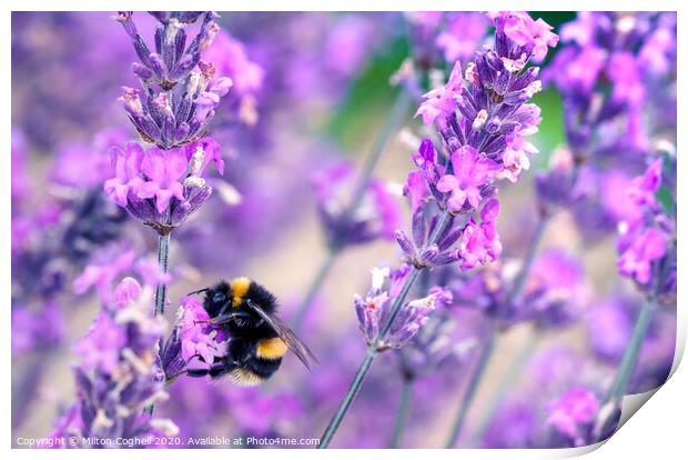 Bee pollinating lavender flowers Print by Milton Cogheil