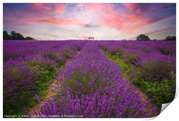 Mayfield Lavender Farm Print by Milton Cogheil