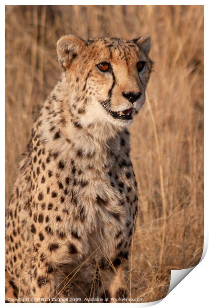 Cheetah in Namibia Print by Milton Cogheil