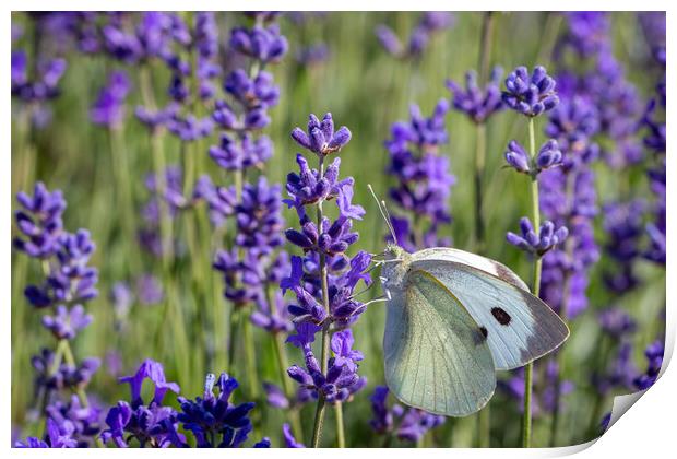 Cabbage White Butterfly on a lavender flower Print by Milton Cogheil