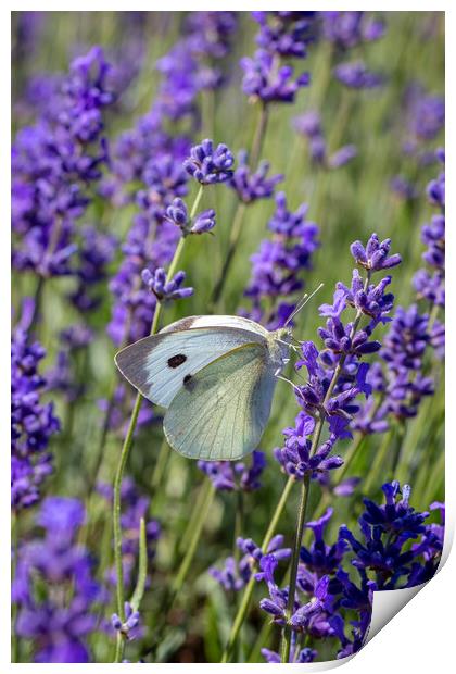 Cabbage White Butterfly resting on a lavender flow Print by Milton Cogheil