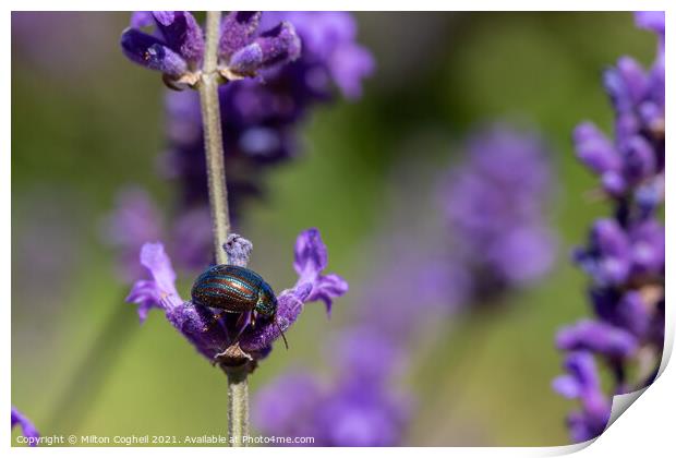 Rosemary Beetle on a lavender plant Print by Milton Cogheil
