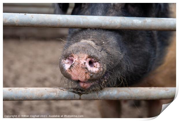 Saddleback pig snout Print by Milton Cogheil