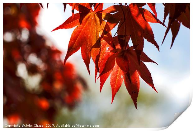  Japanese Maple Tree Leaves Print by John Chase