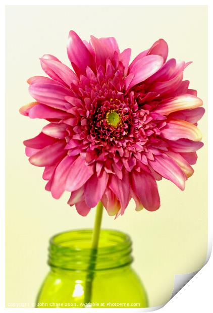 Pink Flower in a Vase Print by John Chase