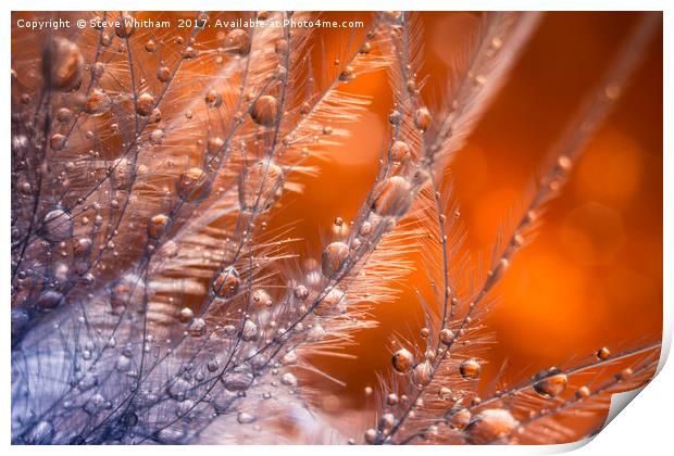 Waterdrops on a feather. Print by Steve Whitham