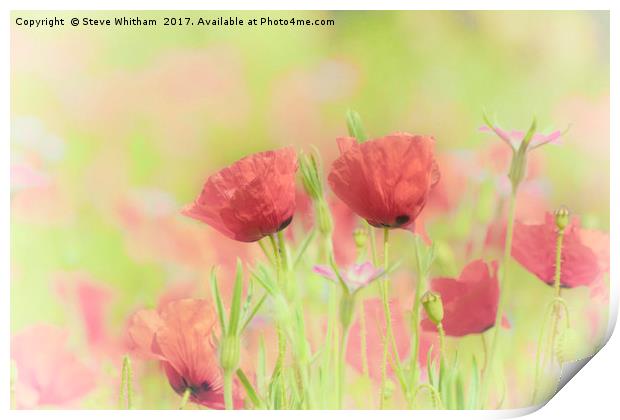 Poppy Meadow Print by Steve Whitham