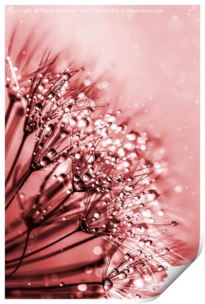 Misty Dandelion Print by Steve Whitham