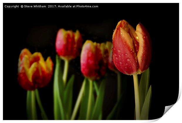 Dew Tulips Print by Steve Whitham