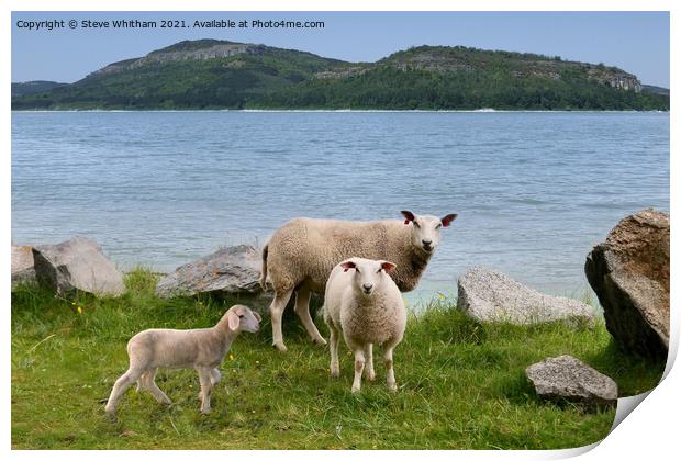Sheep by the Lake. Print by Steve Whitham