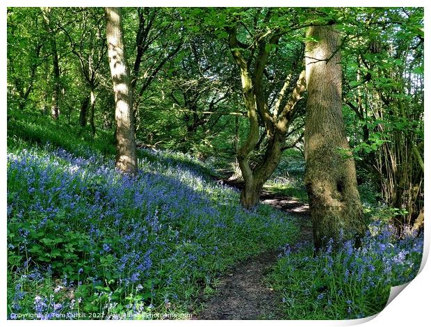 Storrs Wood Cudworth South Yorkshire Print by Tom Curtis