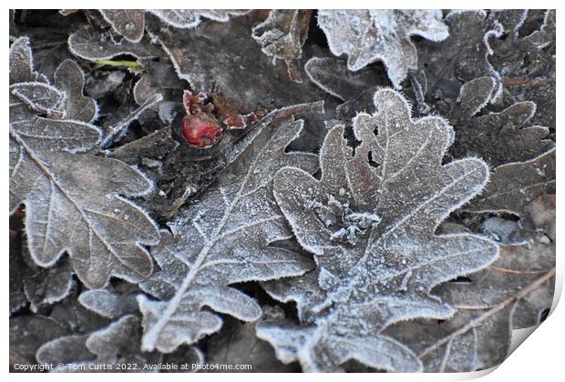 Frost covered Oak Leaves Print by Tom Curtis