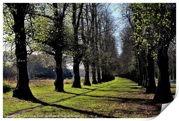 Clumber Park Nottinghamshire Print by Tom Curtis