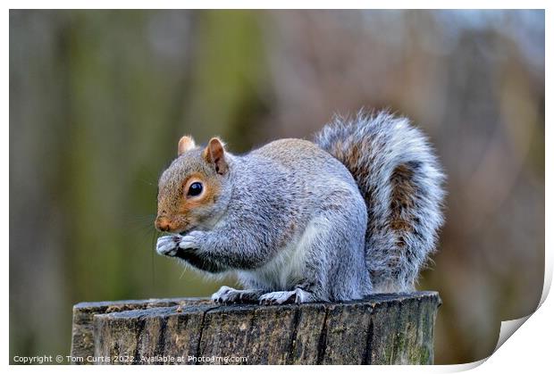 A Grey Squirrel standing on a tree stump Print by Tom Curtis