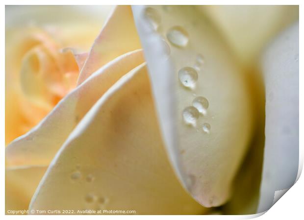 Raindrops on a White Rose Print by Tom Curtis