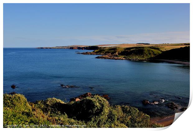 Coldingham Bay Berwickshire Print by Tom Curtis