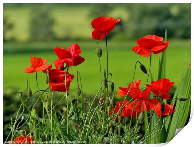 Wild Poppies in a Field Print by Tom Curtis