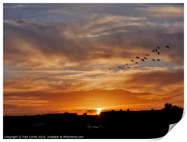 Geese at Sunset Print by Tom Curtis