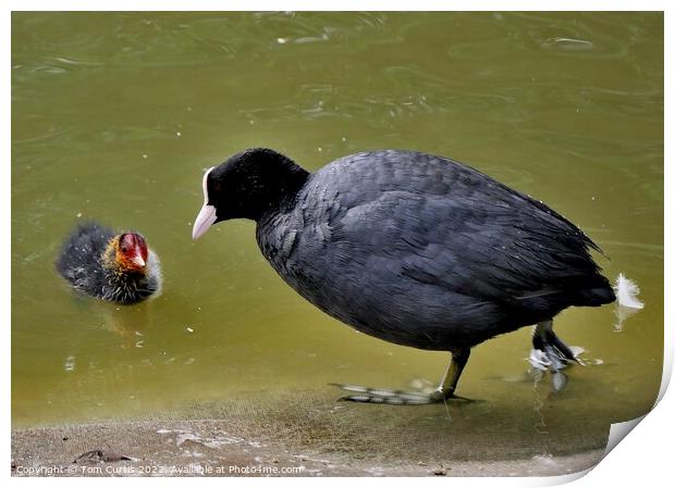 Coot and Chick Print by Tom Curtis