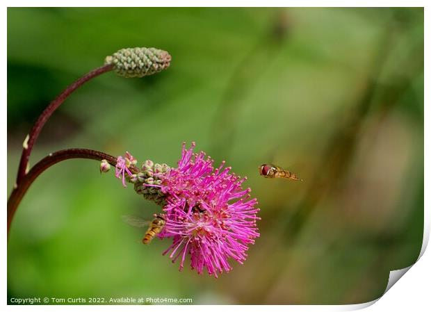 Hoverflies on Sanguisorba flower Print by Tom Curtis