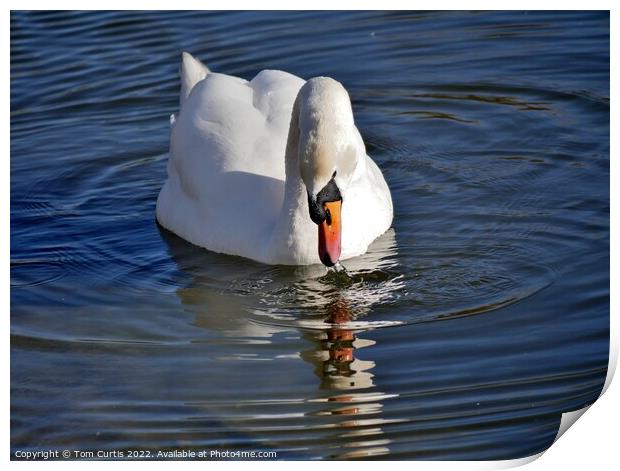 Mute Swan and Reflection Print by Tom Curtis