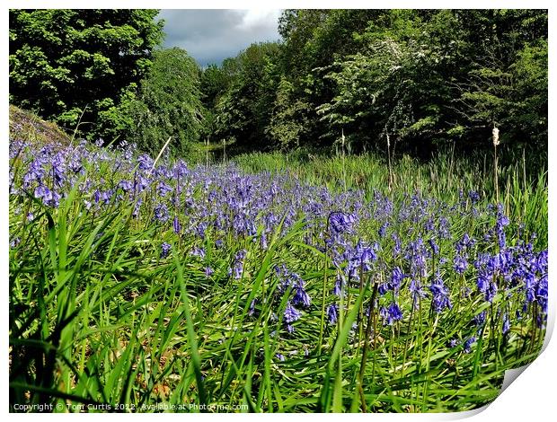 Bluebells beside the Canal Print by Tom Curtis