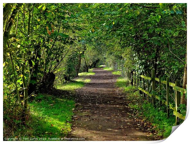 Woodland Path at Sprotbrough Print by Tom Curtis