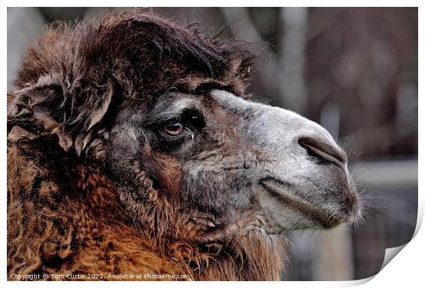 Bactrian Camel Print by Tom Curtis
